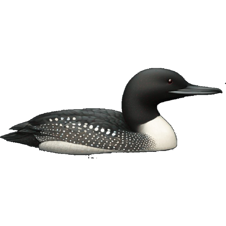 Minnesota loon